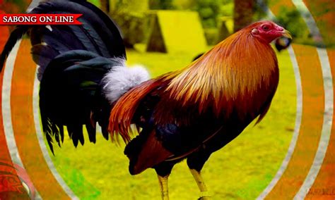 manok panabong Archives .